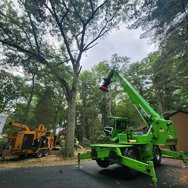 Alan’s Tree Service work photo