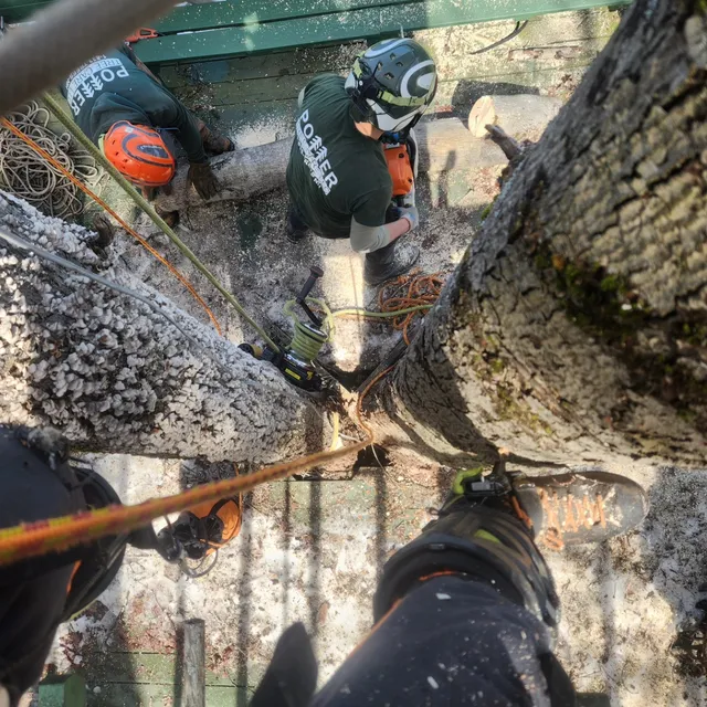 work photo from pottertreecare.com