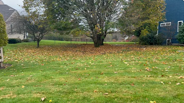 lawn-service-cleanup