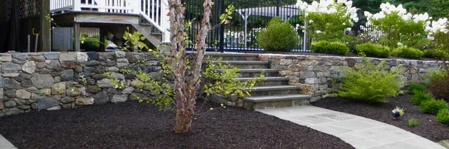 walkway stairs and birch tree with limelight hydrangea