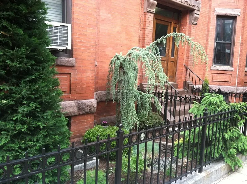 Amazing Fence
