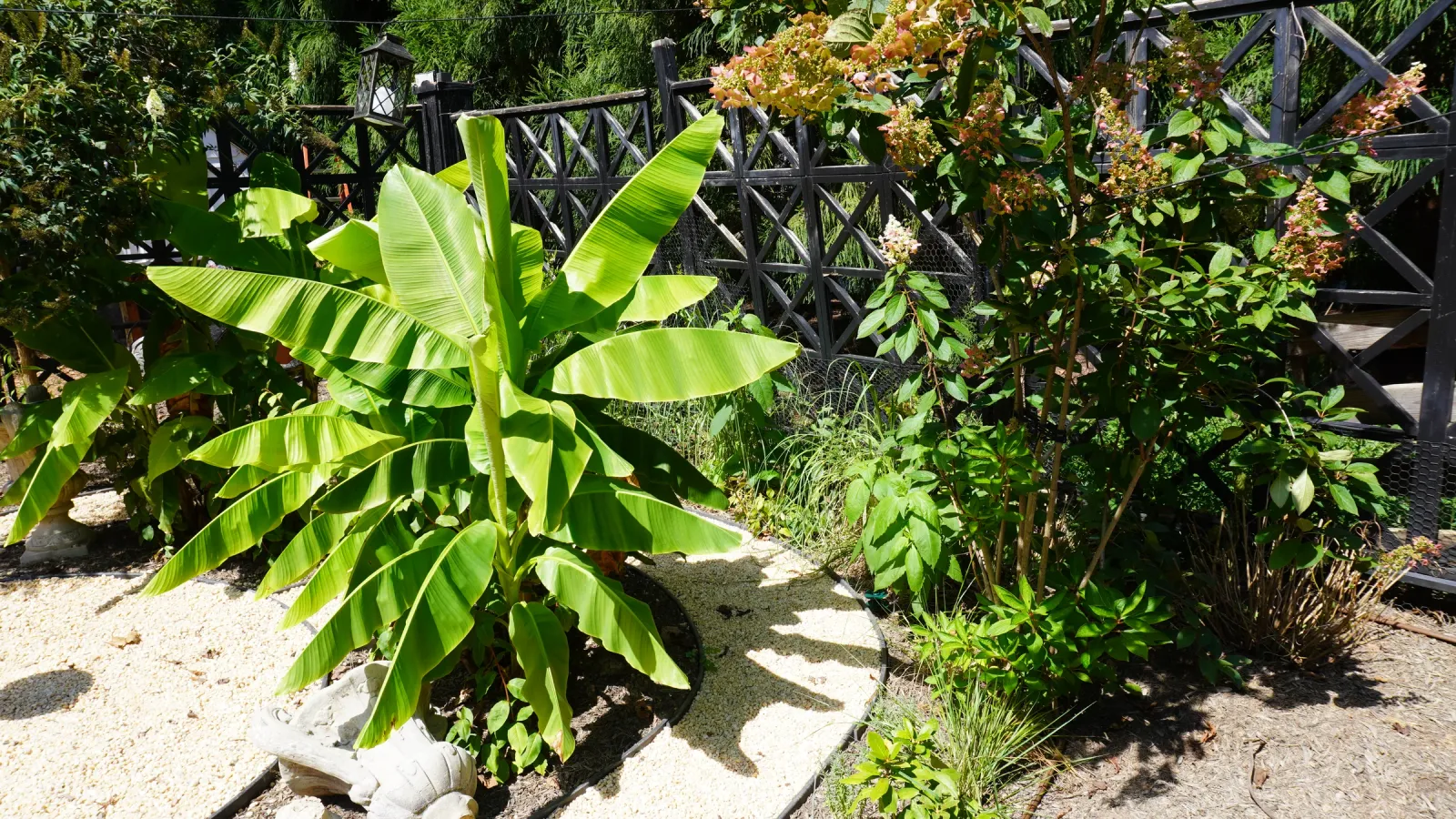 Banana plants anchoring the tropical border
