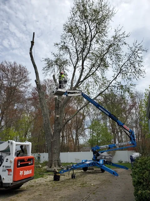 Whaling City Tree Care work photo