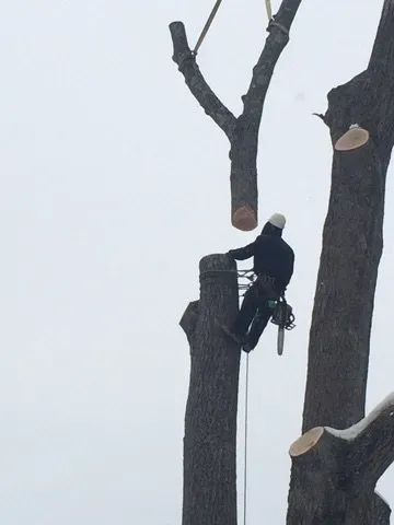 Removing Tree Limb - Jackson's Tree Service in Dayton, ME
