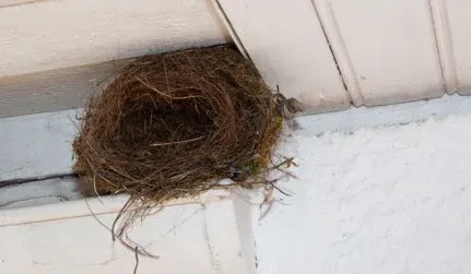 service bird nest removal work