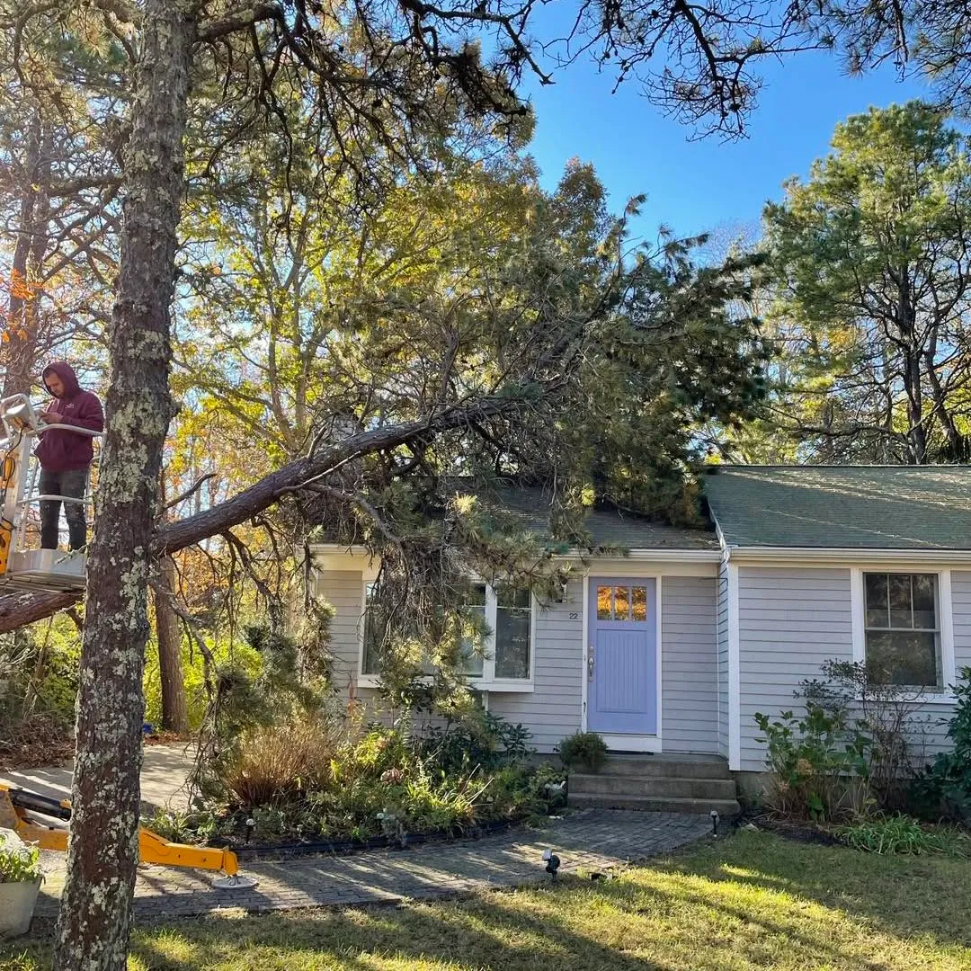 Removing a fallen pine off a house roof with a lift