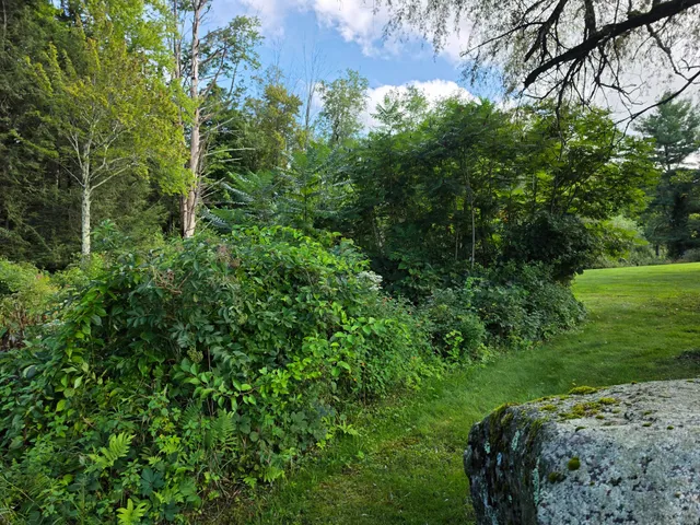Dense understory along the pond and wooded transition before mulching, Huntington MA