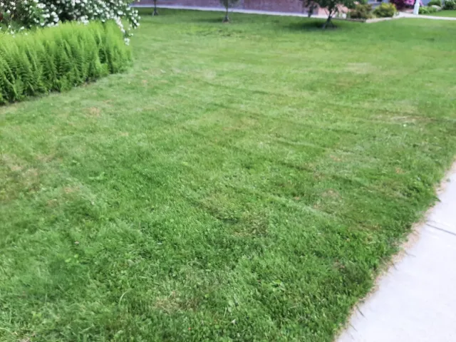 Lawn Mows Only