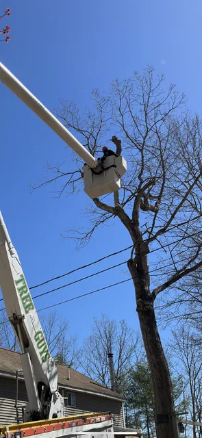 work photo from treeguysinc.com