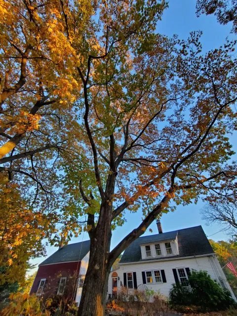 A tree with yellow leaves is in front of a house.