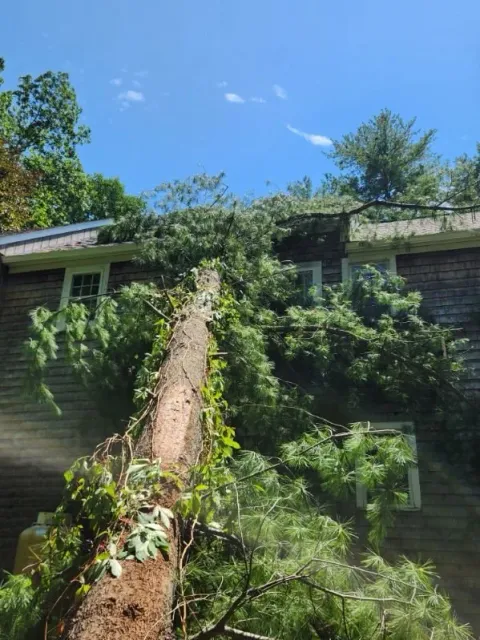 Fallen tree leaning against the side of a house, with green foliage and a blue sky in the background.