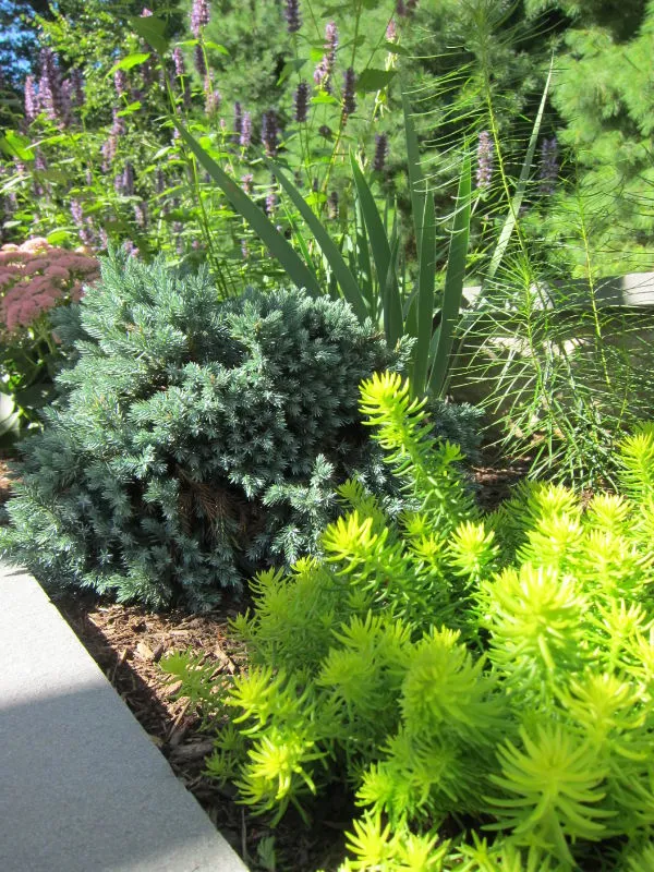 Belmont Landscape & Tree researched project photo