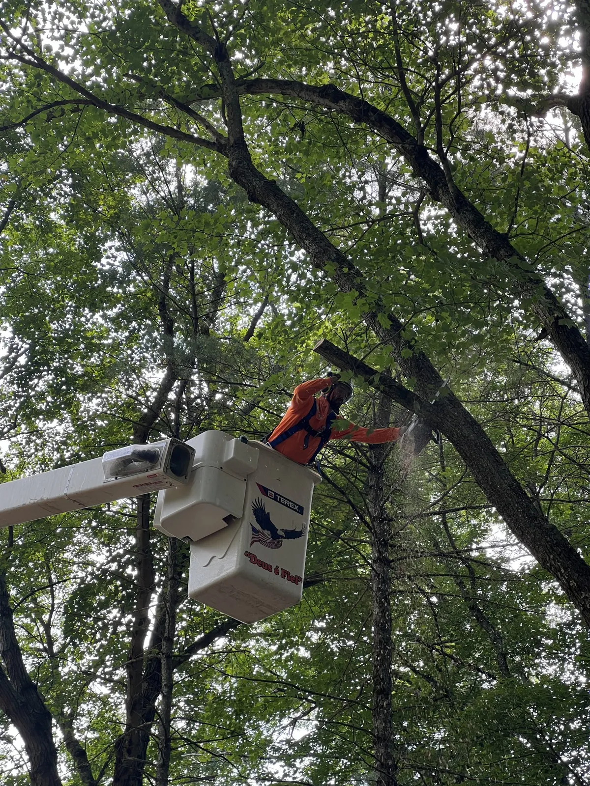 work photo from walnuttreeservice.com