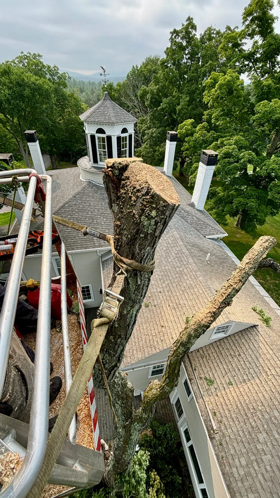new england tree service tree above roof