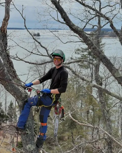 work photo from dirigotreeservice.com