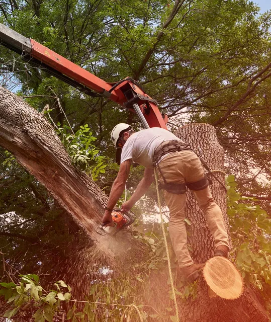 Crane-assisted tree removal in Fairfield County