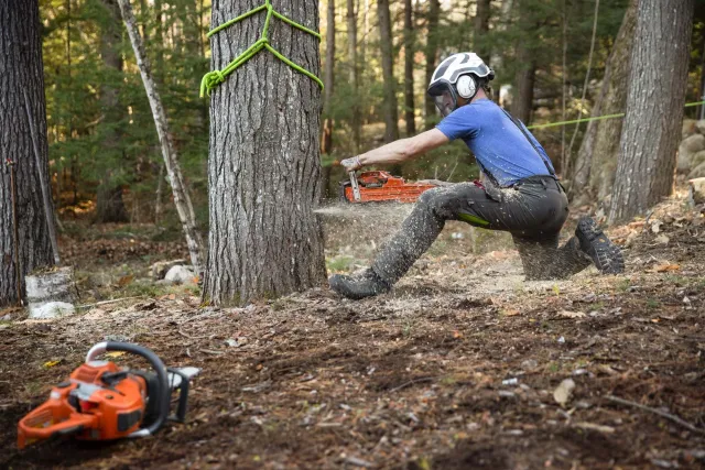 A person wearing a helmet is cutting down a tree with a chainsaw in a forest. The person is kneeling on the ground, wearing a blue shirt and dark pants, and is surrounded by trees and forest debris.