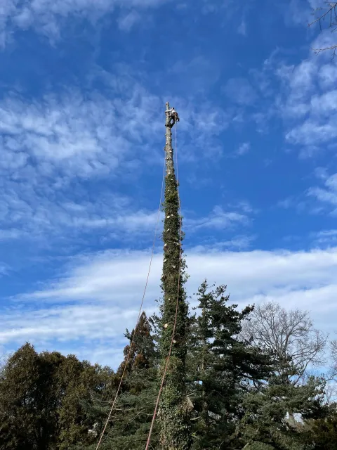 Tall, narrow tree-like structure against a blue sky with wispy clouds above dense greenery