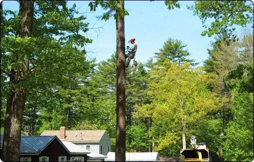 Greater Portland Tree Co work photo