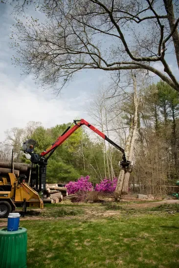 work photo from dougstrees.com
