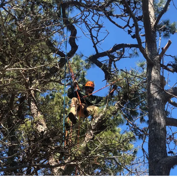 Tree Services Martha's Vineyard
