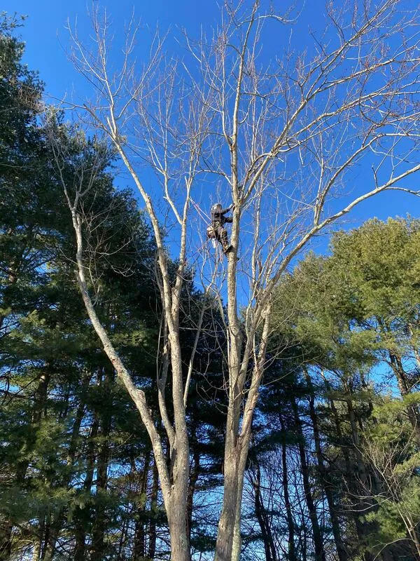 work photo from sendittreeservice.com
