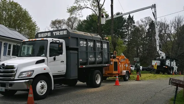 Sepe Tree Service work photo