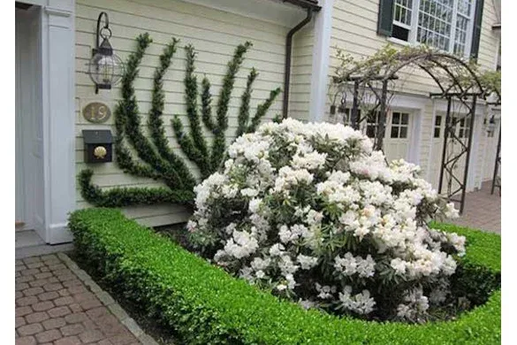 Espaliered evergreen and white rhododendron against a clapboard facade