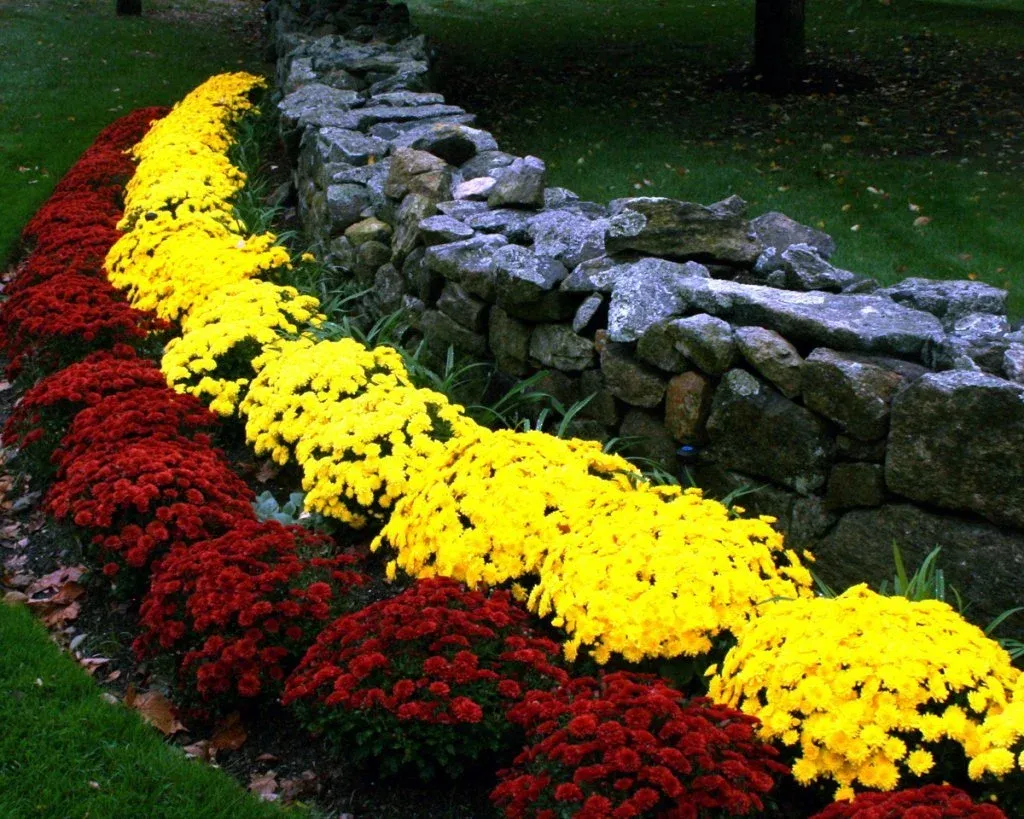 Red and yellow flowers arranged in rows next to a stone wall with green grass in the background.