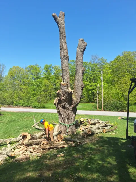 work photo from blackbeartreemaine.com