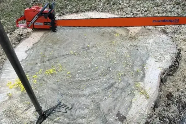 Tree Stump Removal