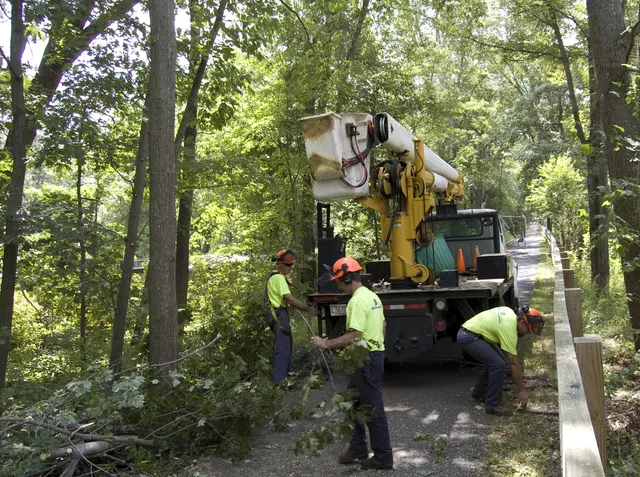 work photo from arboreasttreeservice.com