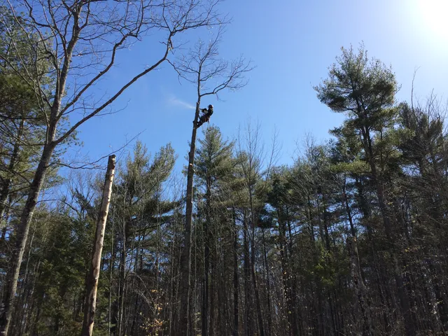 work photo from donovantreeremoval.com