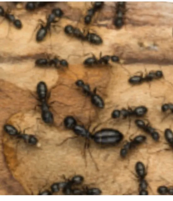 Jason Killoren - Pest Control