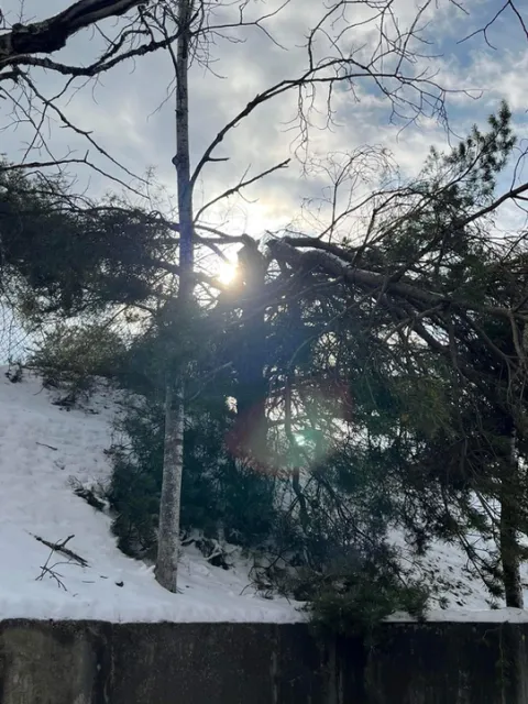 work photo from northeast-treeservice.com