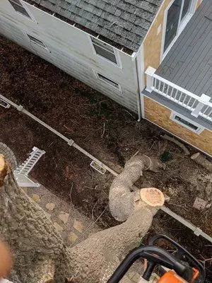 Tree removal work beside a house, with a large cut trunk and branches on the ground.