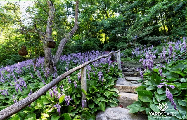 Flowering Hostas - YardScapes Landscape Professionals