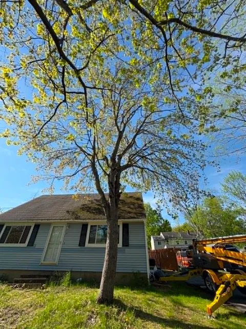 TreeWork 1 - Before