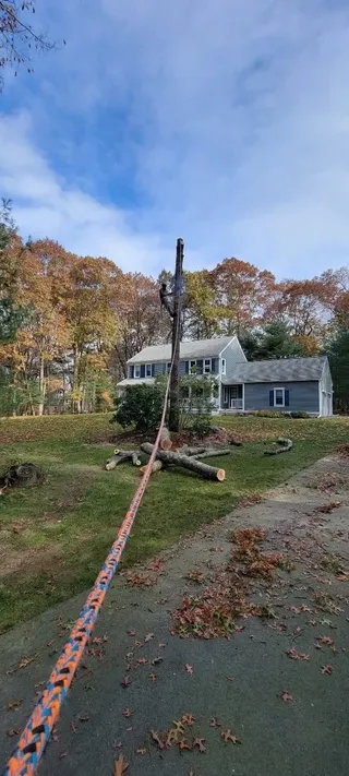 A to Z Tree Service researched project photo
