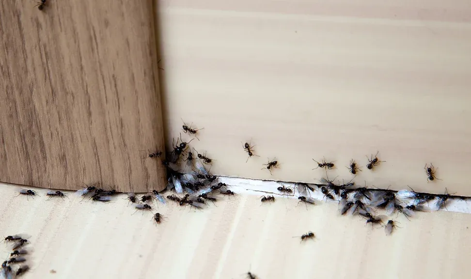 Pest Control for Ants