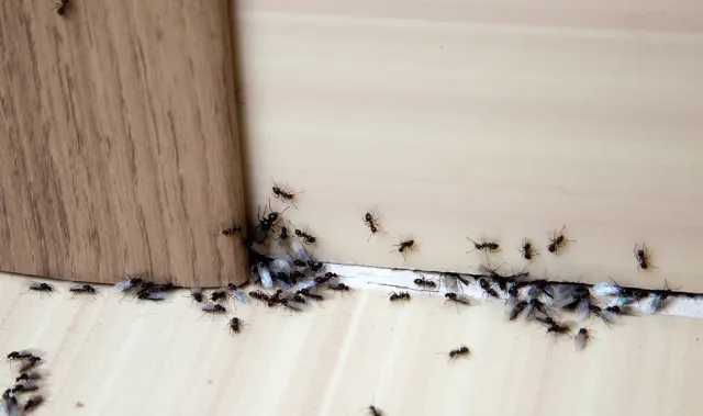 Pest Control for Ants