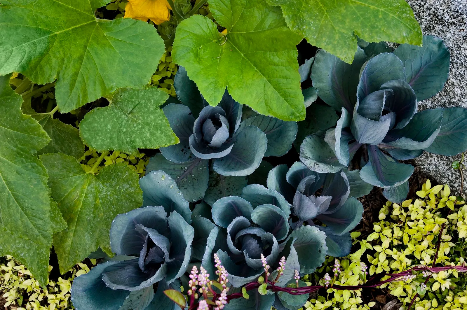 Hugo Design - Landscape Design - plants
