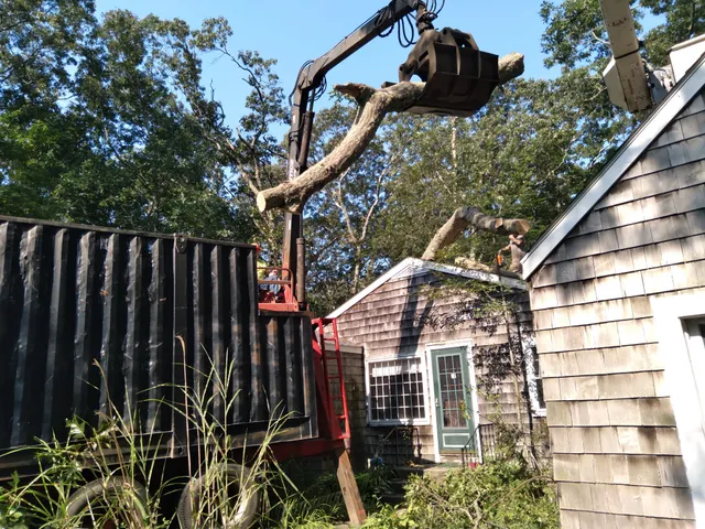 Mister Tree work photo