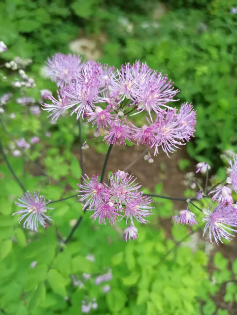 Close-up of purple fluffy thalictrum flowers in a garden setting