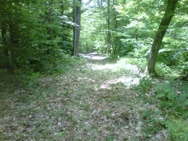 work photo from gallaghertreeandlandscape.com