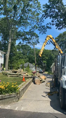 work photo from topclimbertreeservices.com