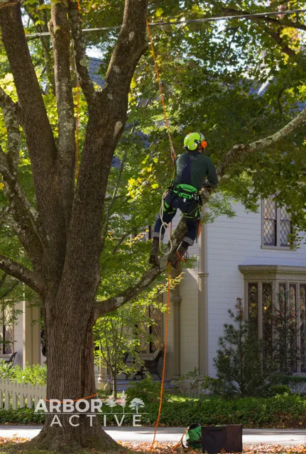 Historic Estate Canopy Restoration