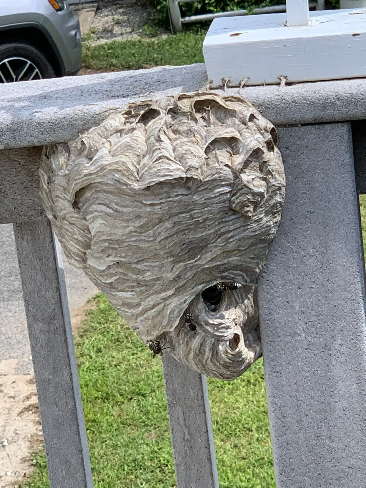 Bald Faced Hornet Nest