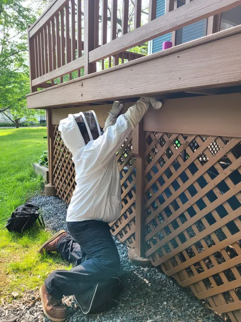 Ransford Pest Control work photo