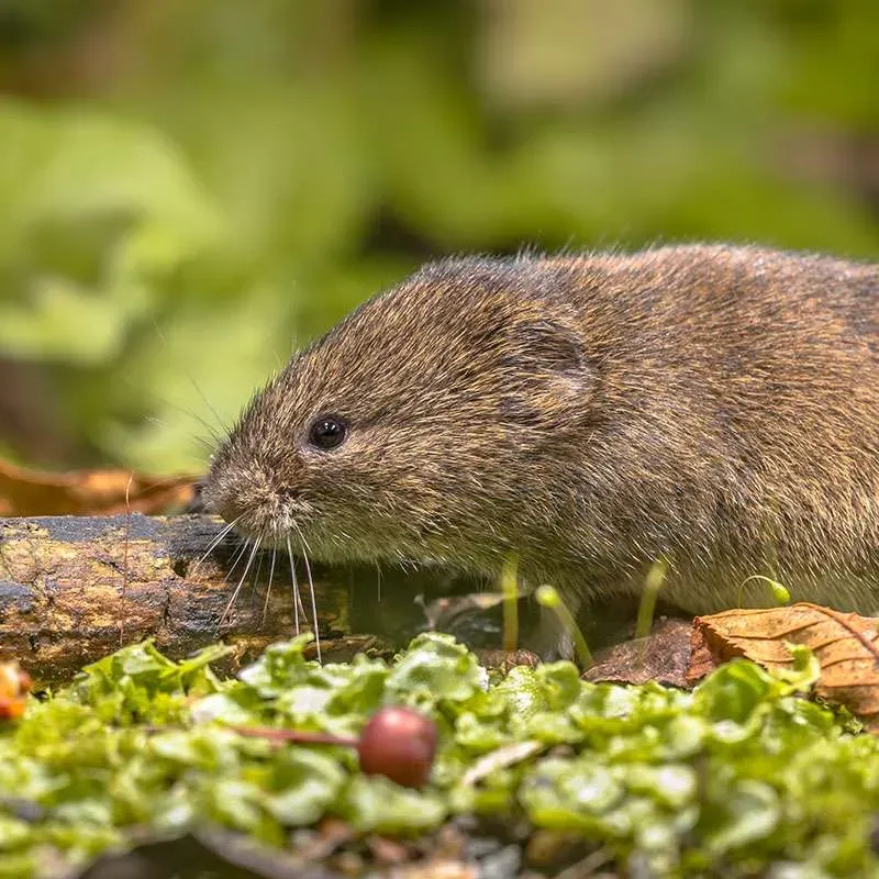 Close-up of a vole in natural habitat.